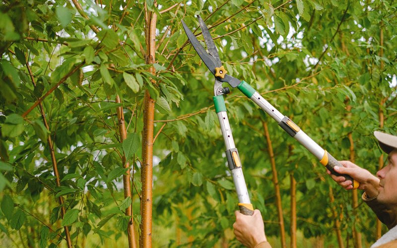 Tree trimming in Windsor Heights, IA